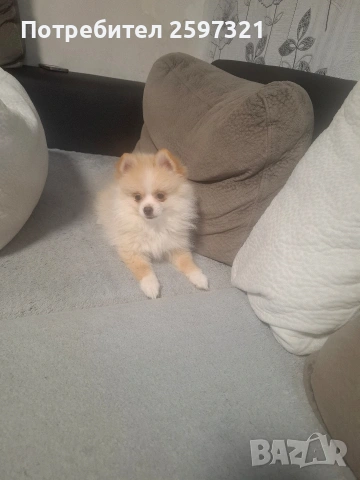 Померан, снимка 3 - Померан - 53011352