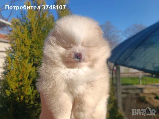 Померан/Померани, снимка 11 - Померан - 52920016