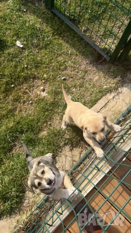 Кученце с Доставка - Алабай Х Малиноа Кръстоска