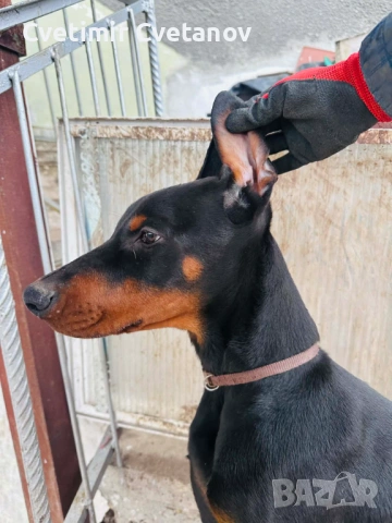 Доберманчета с родословни родители, снимка 8 - Доберман - 53657861