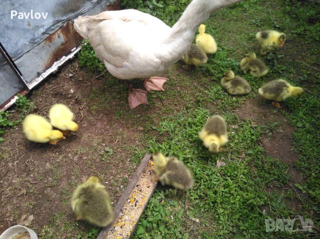 Джинки; аракуана, катунски, Гъсета, пуйчета и др, снимка 5 - Кокошки и пуйки - 50527479