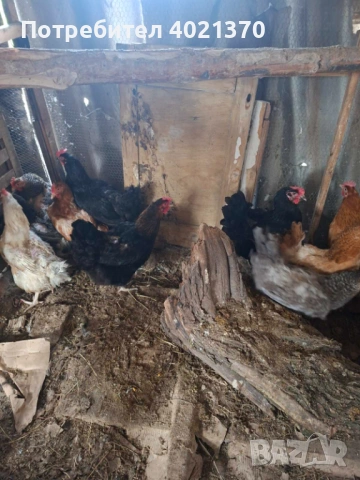 Селски кокошки, снимка 2 - Кокошки и пуйки - 54195573