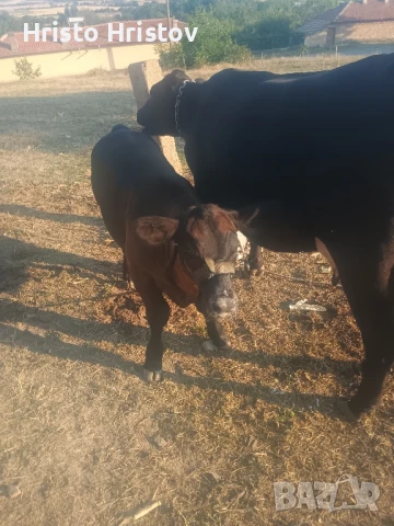 Крава с теле, снимка 1