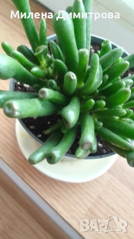 Епипремнум - Дяволски бръшлян / Crassula Ovata Gollum  , снимка 10 - Стайни растения - 50913536