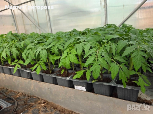 Разсад домати Нови Искър, снимка 3 - Разсади - 54182213