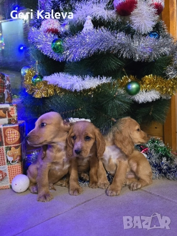 чистокръвни Кокер Шпаньоли, снимка 3 - Кокер шпаньол - 52750267