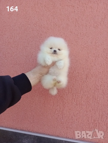 Бели Померани. Реални снимки !!!, снимка 3 - Померан - 53793098