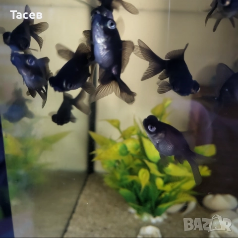 Черен телескоп 6см