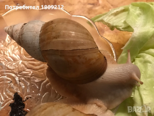 АХАТИНА, снимка 4 - Други - 52380258