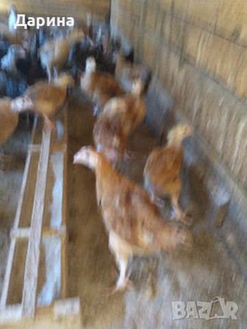 Дворни пилета, снимка 1 - Кокошки и пуйки - 46413655