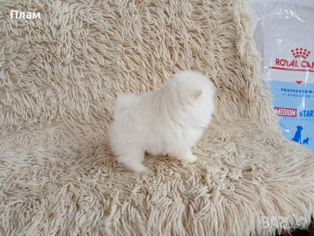 Богат избор на Померани. Реални снимки!!!, снимка 5 - Померан - 54036819