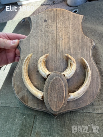 Ловен трофей , снимка 2 - Оборудване и аксесоари за оръжия - 53092032