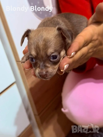 Кучета Чихуахуа Мини пинчер , снимка 11 - Чихуахуа - 53598696