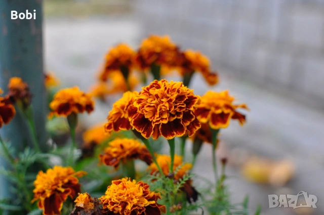 Nikon D90 + обектив и аксесоари, снимка 11 - Фотоапарати - 53085444