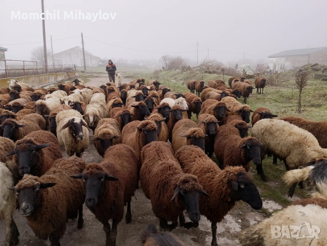 продавам овце, снимка 3 - Овце - 53693339