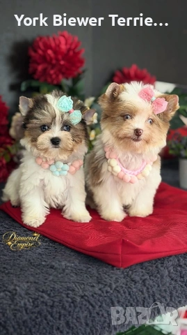 Йорки с сини очи!  Страхотни миниатюрно принцеси с родословие 