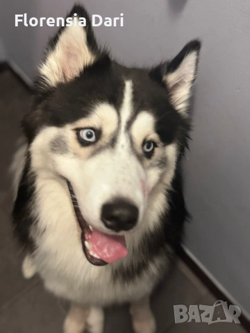 Сибирска хъска