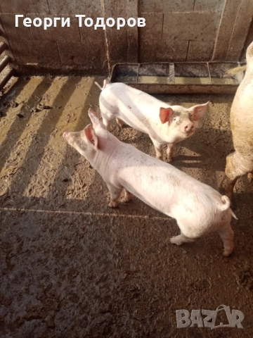  Малки прасенца Нова Загора 