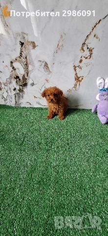 той пудел женско , снимка 2 - Пудели - 51937402