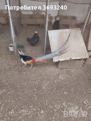 Продавам фазани ., снимка 7 - други­ - 53767080