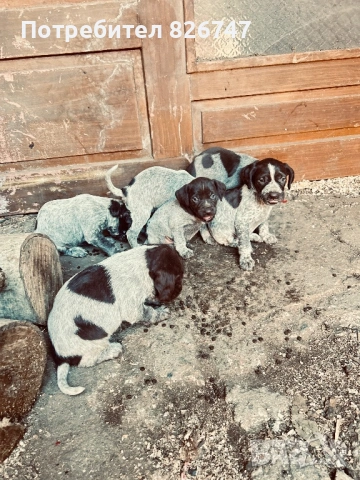 Продавам дратхари , снимка 2 - Дратхаар - 53908351