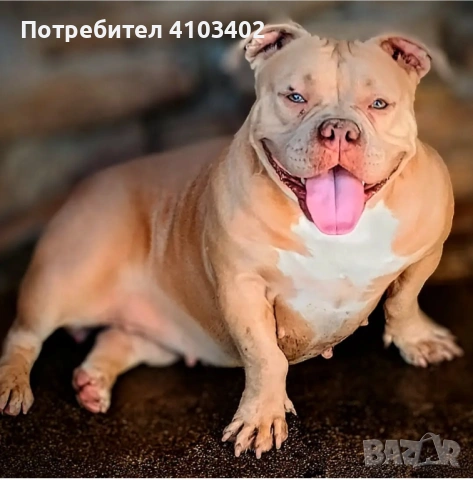 Американско були-покет , снимка 4 - Други - 49409254