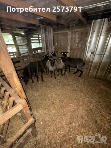 Романовски овце и агнета за клане и разплод.