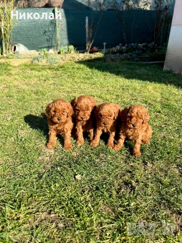 Пудел той Puddle toy момчета и момиче със втора ваксина, снимка 7 - Пудели - 53970658