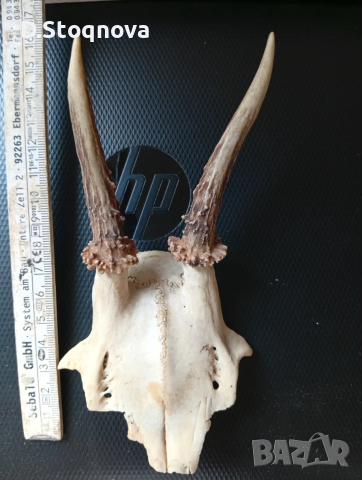 Еленови рога - 2 броя(малки, с част от черепа), снимка 5 - Антикварни и старинни предмети - 54254712