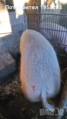 Прасе огромно българска бяла  , снимка 2 - Прасета - 52755131