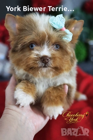 Йоркширски Териер с сини очи! Малки Шокоберри момичета с родословие 