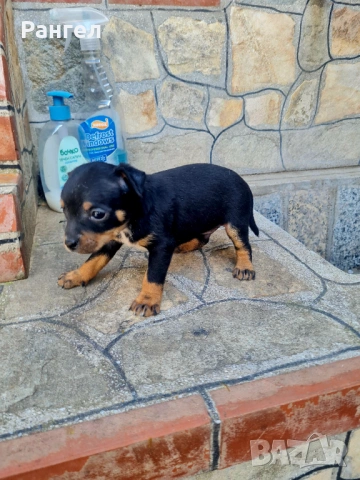 Пинчер , снимка 8 - Пинчер - 54253637