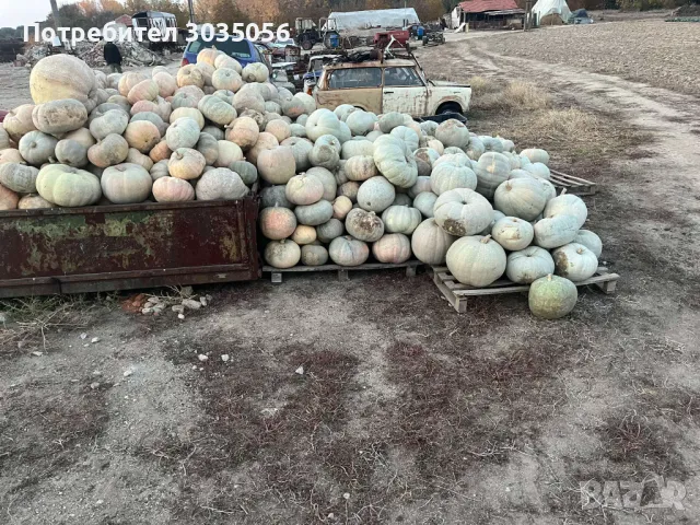 Продавам тикви, снимка 4 - Домашни продукти - 47778193