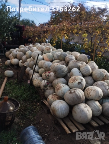 Тиква Кестен , снимка 2 - Други стоки за дома - 52384664