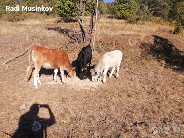 Теле, снимка 3 - Други животни - 51811789