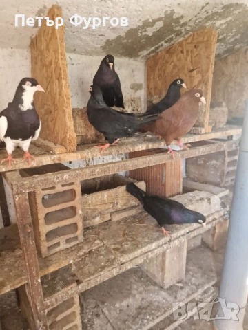 продавам черни донеци, снимка 4 - Гълъби - 53522941