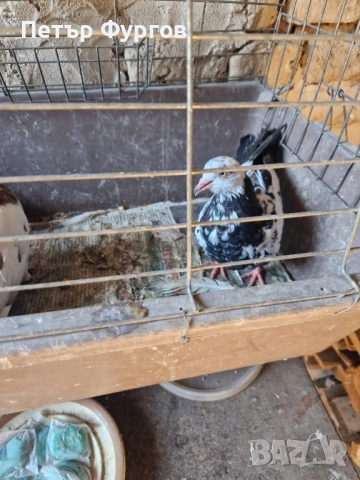 продавам  типлери, снимка 3 - Гълъби - 53440179