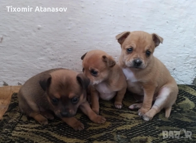 Пинчер, снимка 3 - Чихуахуа - 53464829