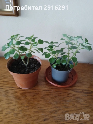 Цвете за дома, нарича се цвете на парете, снимка 2 - Стайни растения - 53474880