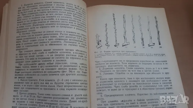 Дворна Градина - М. Ников, М. Алипиева, В. Ангелов, Л. Христов, снимка 6 - Специализирана литература - 47053873