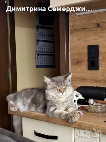 Мъжки мейн куун котенца 