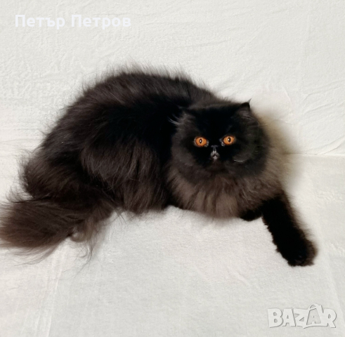 Подарявам персийска котка, снимка 2 - Персийска - 44952553