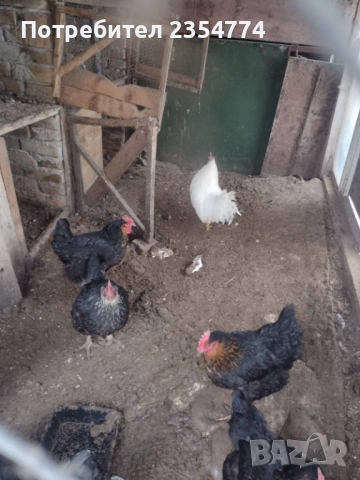 кокошки, снимка 5 - Кокошки и пуйки - 51794053