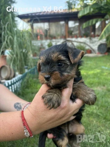 момче и момиче с ваксина и паспорт, снимка 1