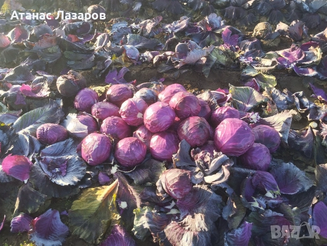 Продавам ЧЕРВЕНО ЗЕЛЕ на едро.