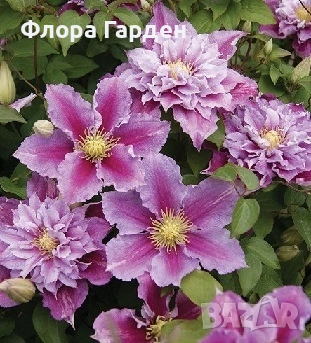 КЛЕМАТИС, БОЖУР - Коренища- ПРЕДВАРИТЕЛНИ ПОРЪЧКИ, снимка 4 - Градински цветя и растения - 53650447