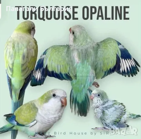 Чифт  Папагали Монах, снимка 11 - Папагали - 48699981