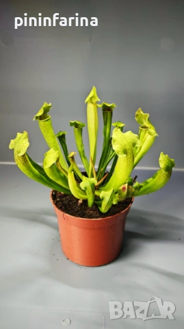 Уникален подарък за 8 март – хищни растения, които впечатляват!, снимка 5 - Градински цветя и растения - 53629961