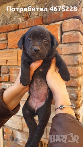 Подарявам кученца, снимка 4 - Други - 52798050