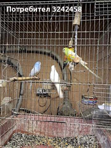 Продавам папагали